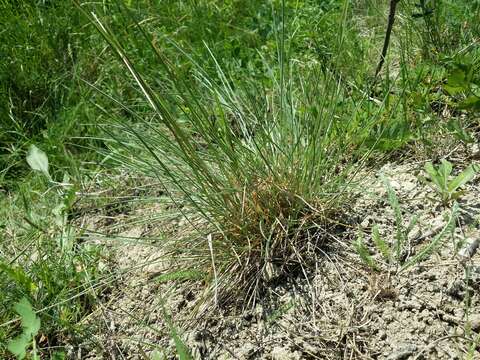 صورة Helictochloa pratensis (L.) Romero Zarco