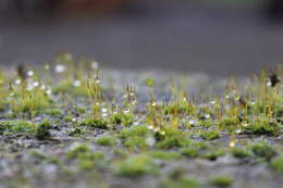 Image of tortula moss