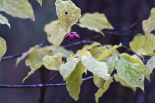 Imagem de Euonymus oxyphyllus Miq.