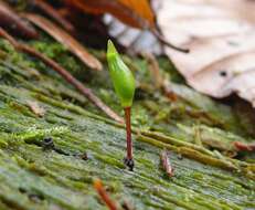 Image of Green shield moss