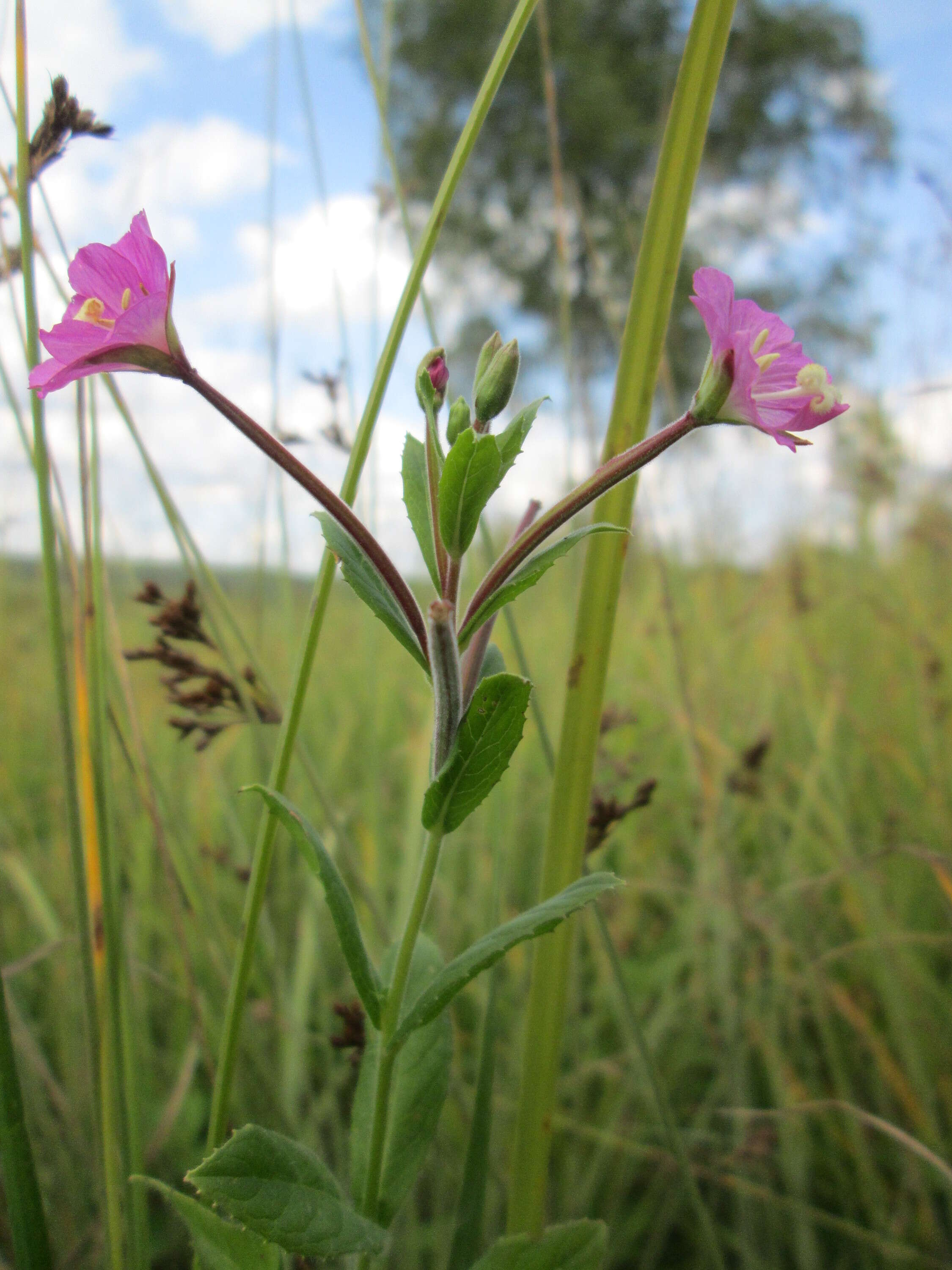 Слика од Epilobium hirsutum L.