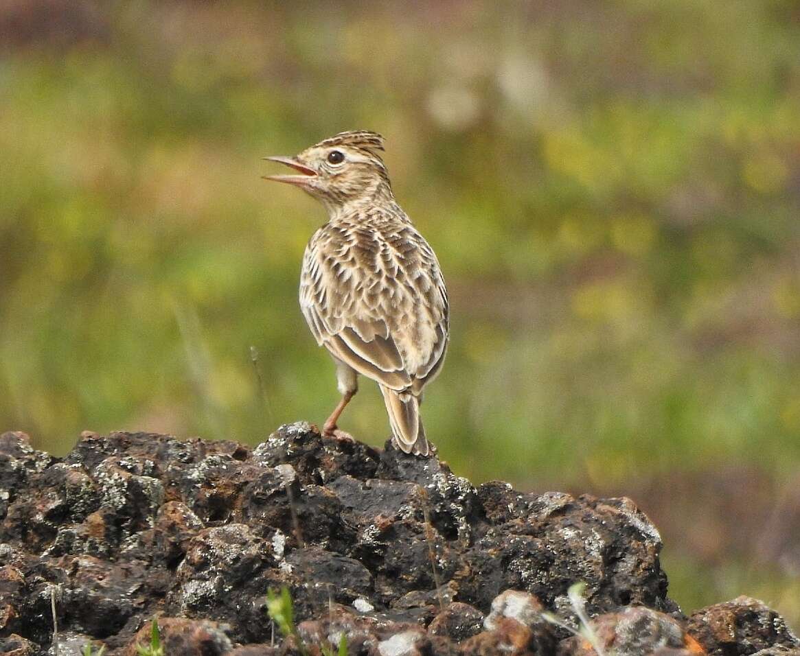 Image of Oriental Skylark