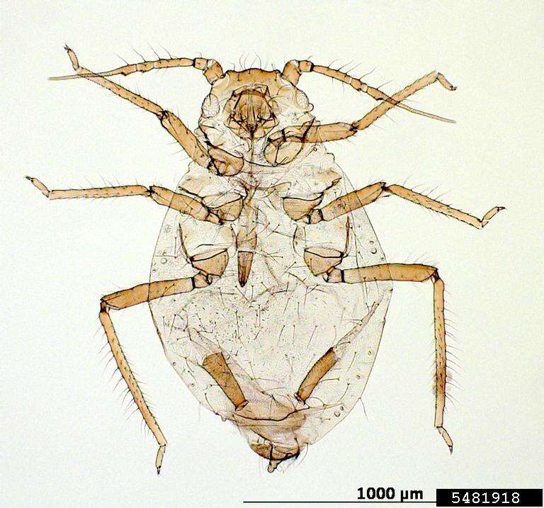 Image of Rhopalosiphum