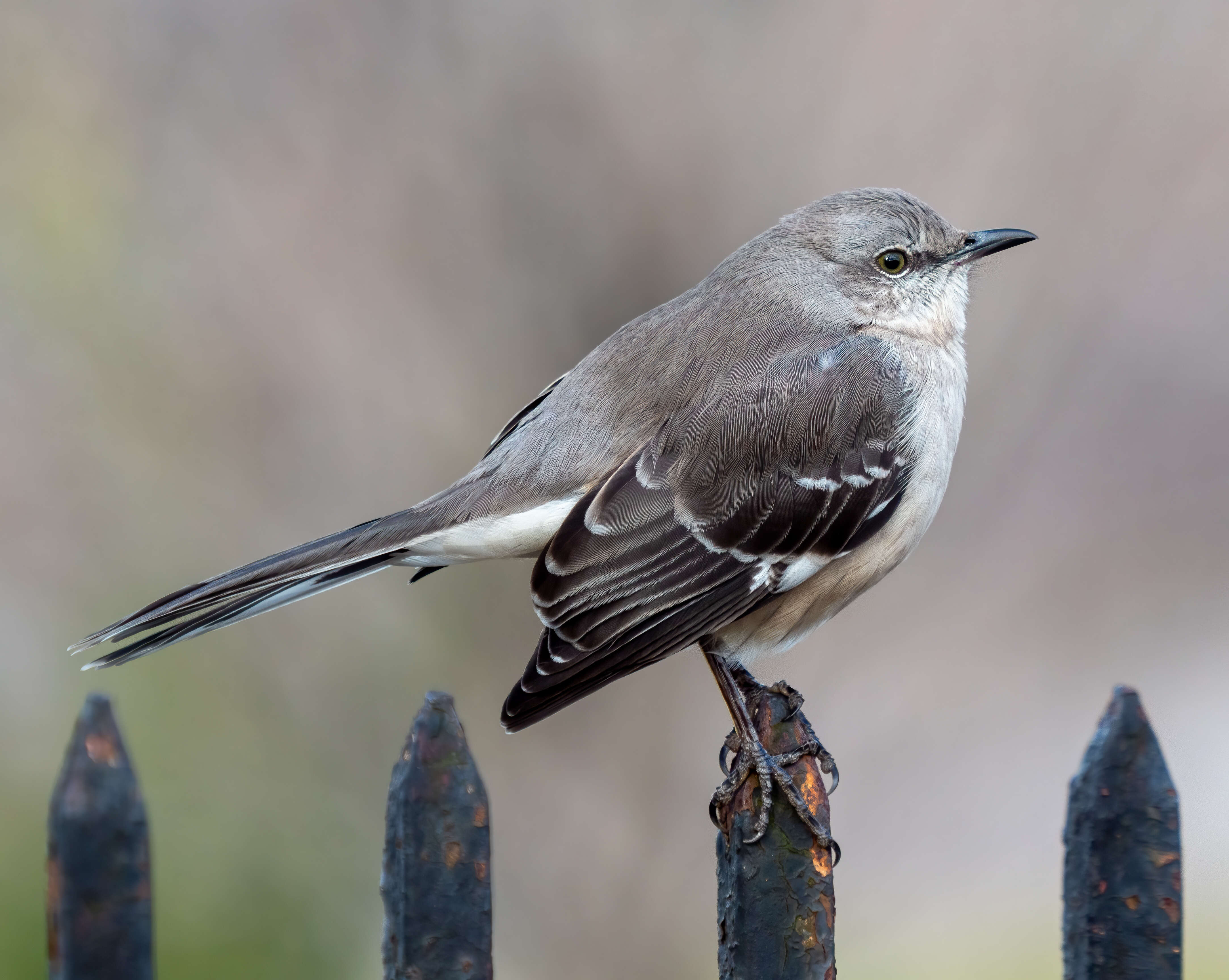 Image of Northern Mockingbird