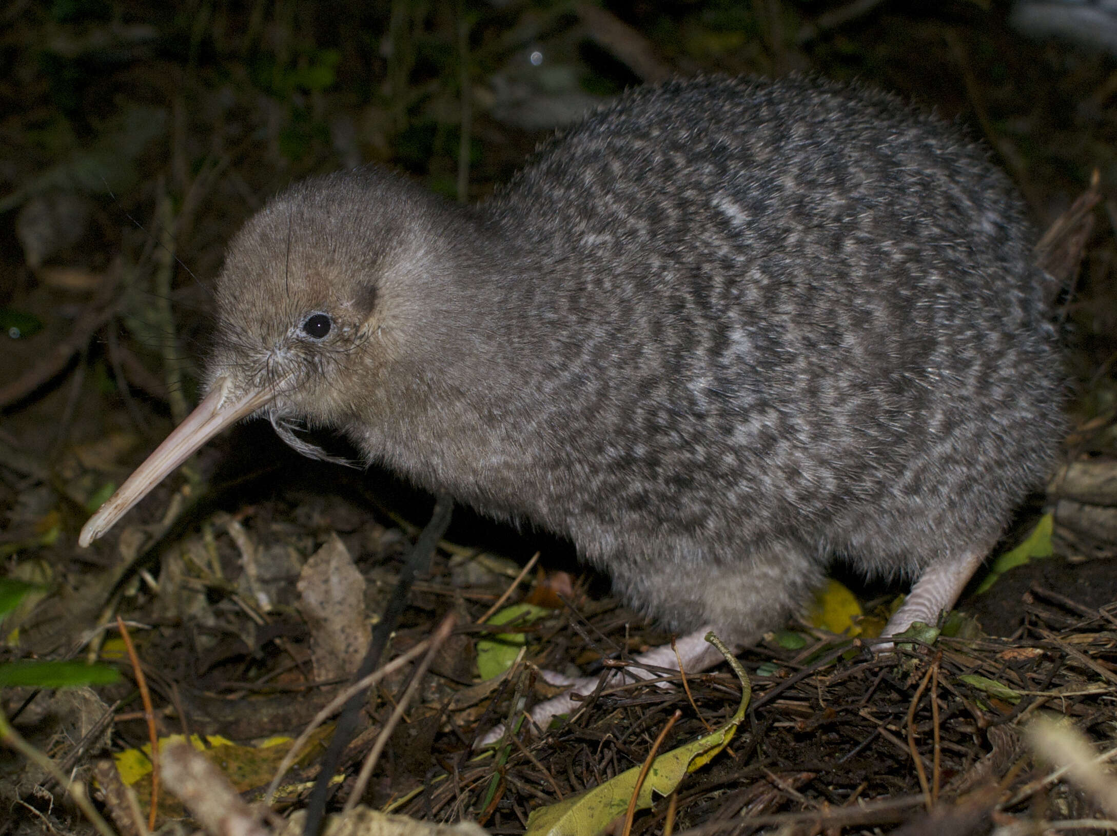 Image of Little Spotted Kiwi