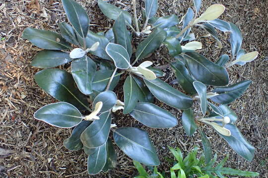 Image of Pachystegia insignis (Hook. fil.) Cheesem.