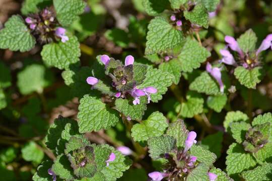 Image of purple archangel