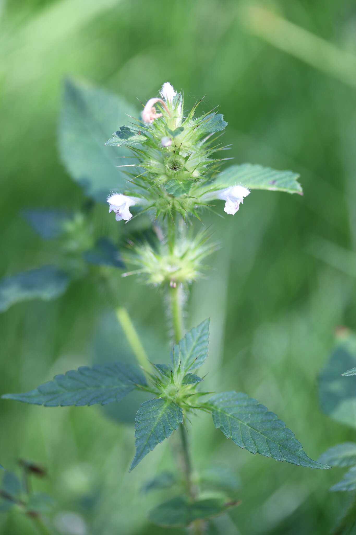 Image of Common hemp nettle