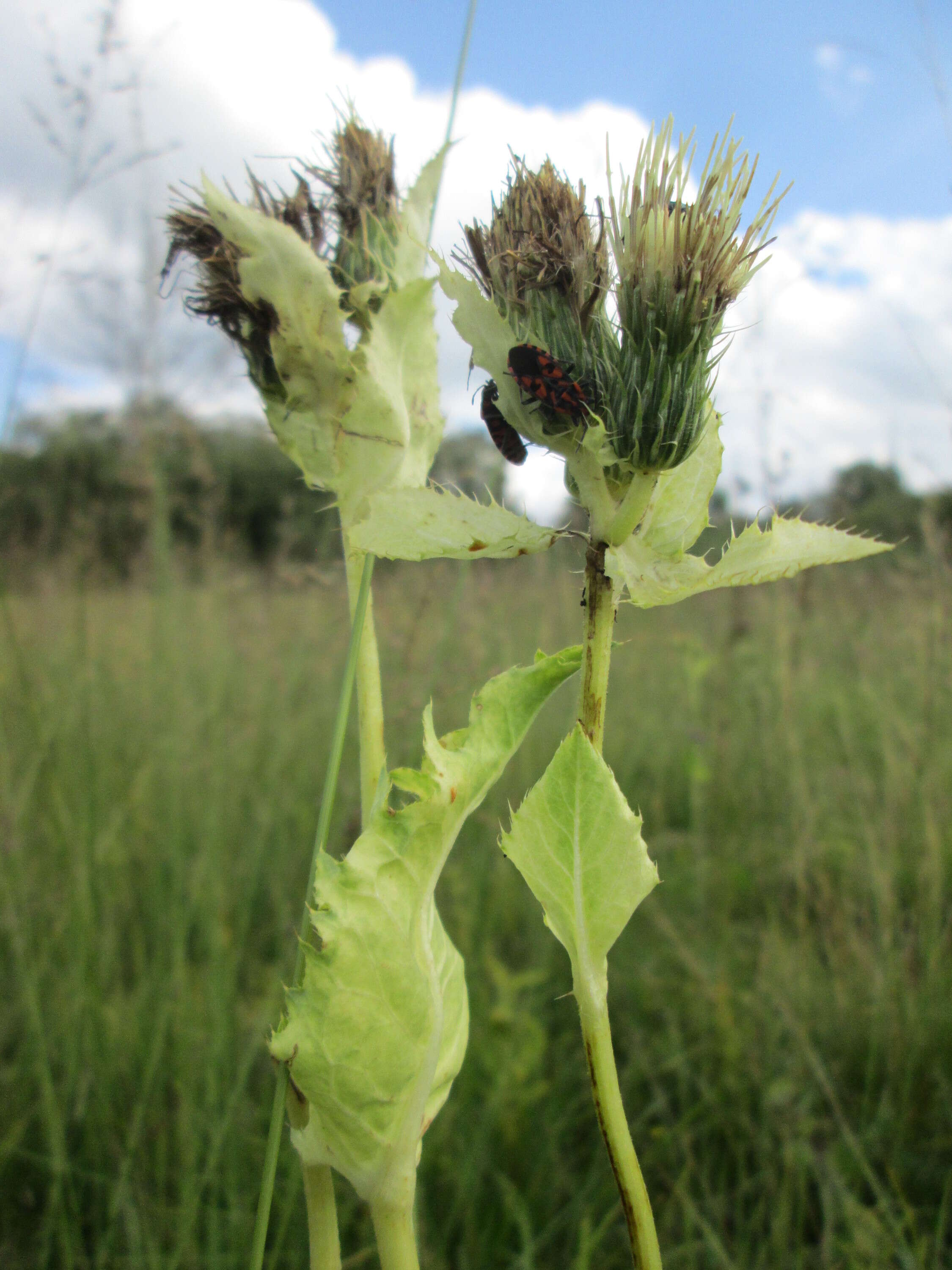 Image of Cabbage Thistle