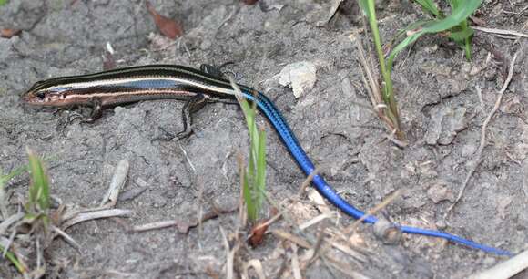 Image of Plestiodon finitimus Okamoto & Hikida 2012