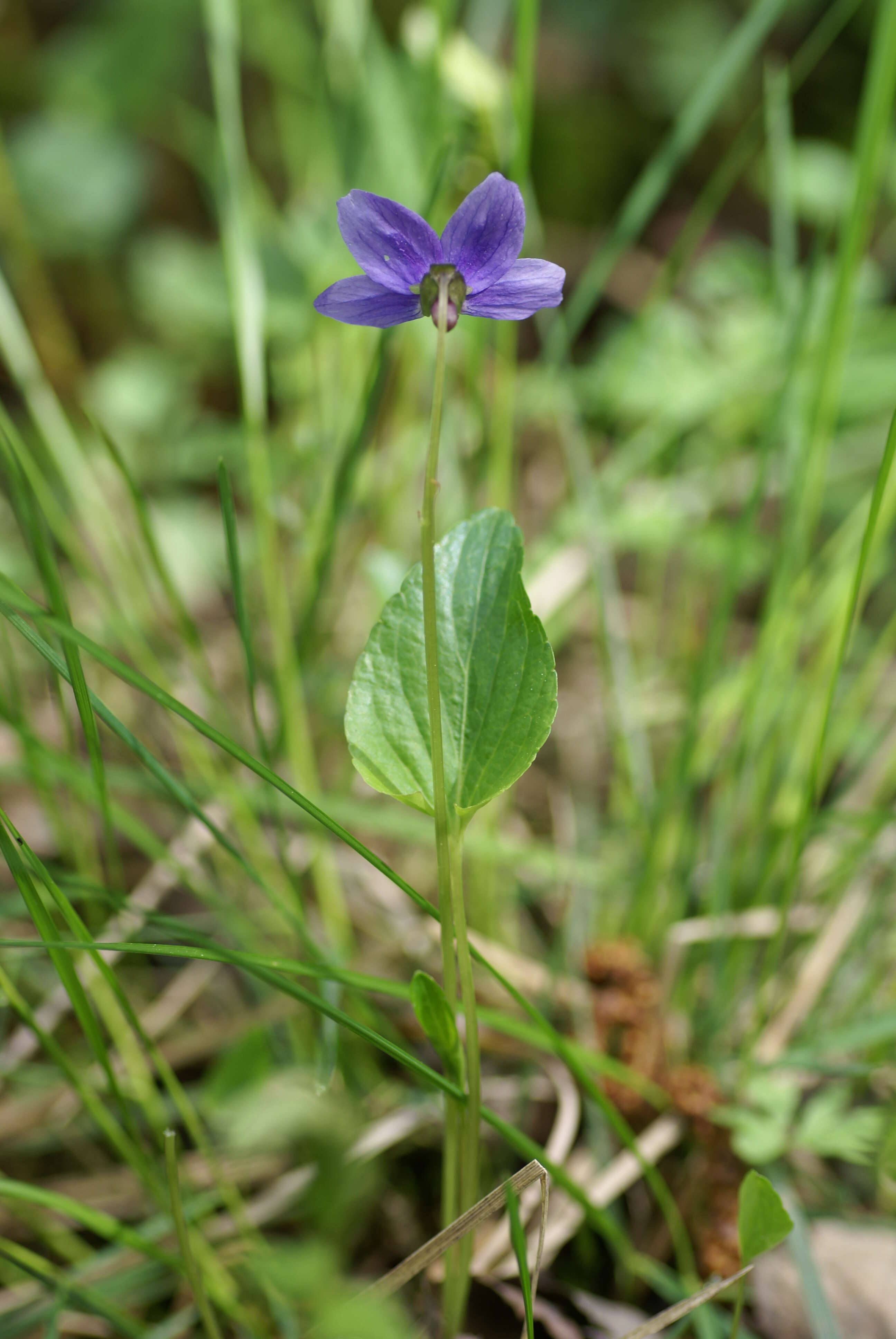 Image de Viola uliginosa Besser