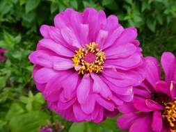 Imagem de Zinnia elegans Jacq.