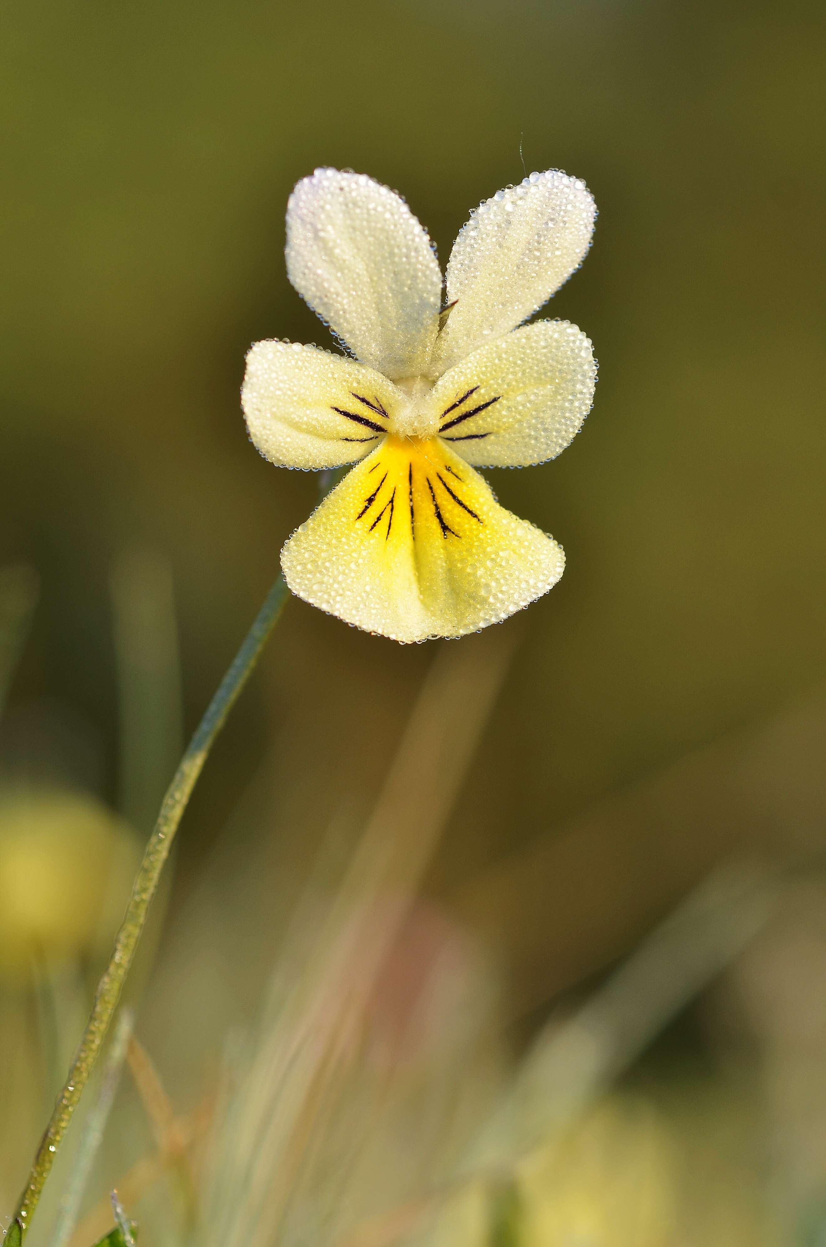 صورة Viola lutea subsp. calaminaria (DC. ex Gingins) J. D. Nauenburg