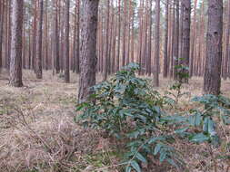 Image of Hollyleaved barberry