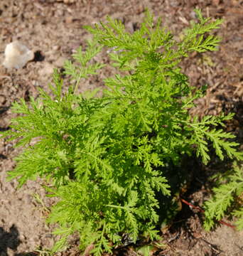 Image of sweet sagewort