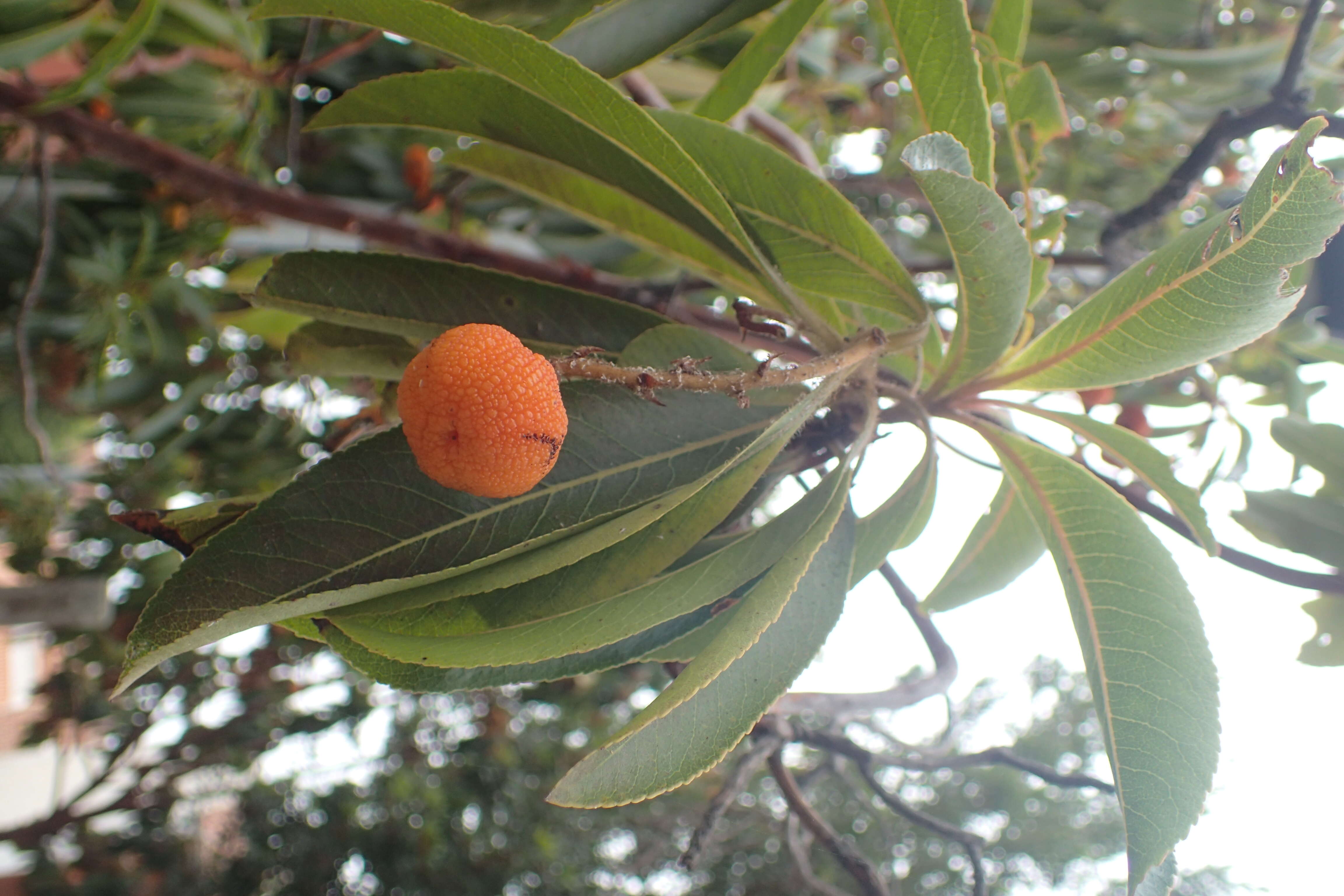 Imagem de Arbutus canariensis Duham.