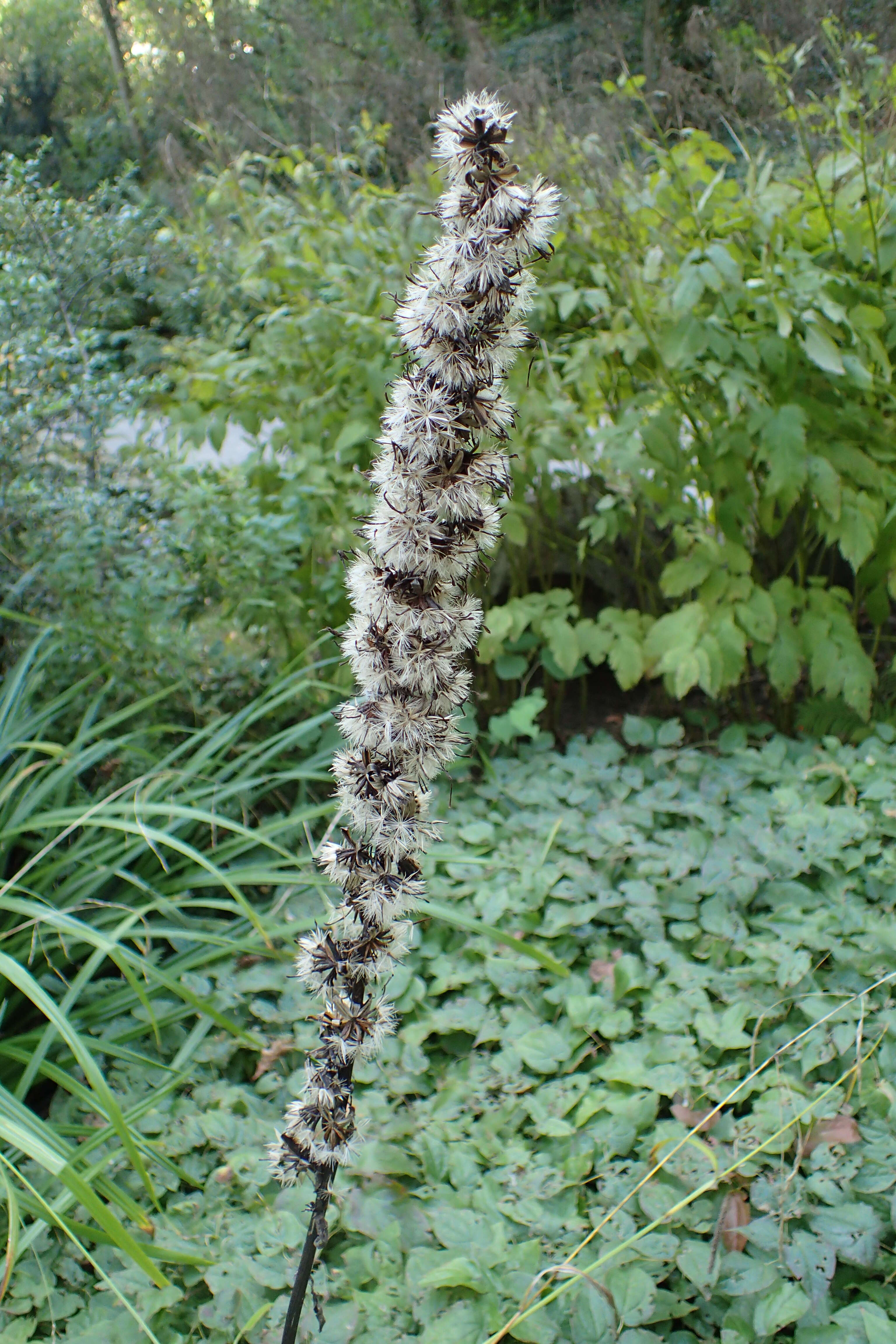 Image de Ligularia stenocephala (Maxim.) Matsum. & Koidz.