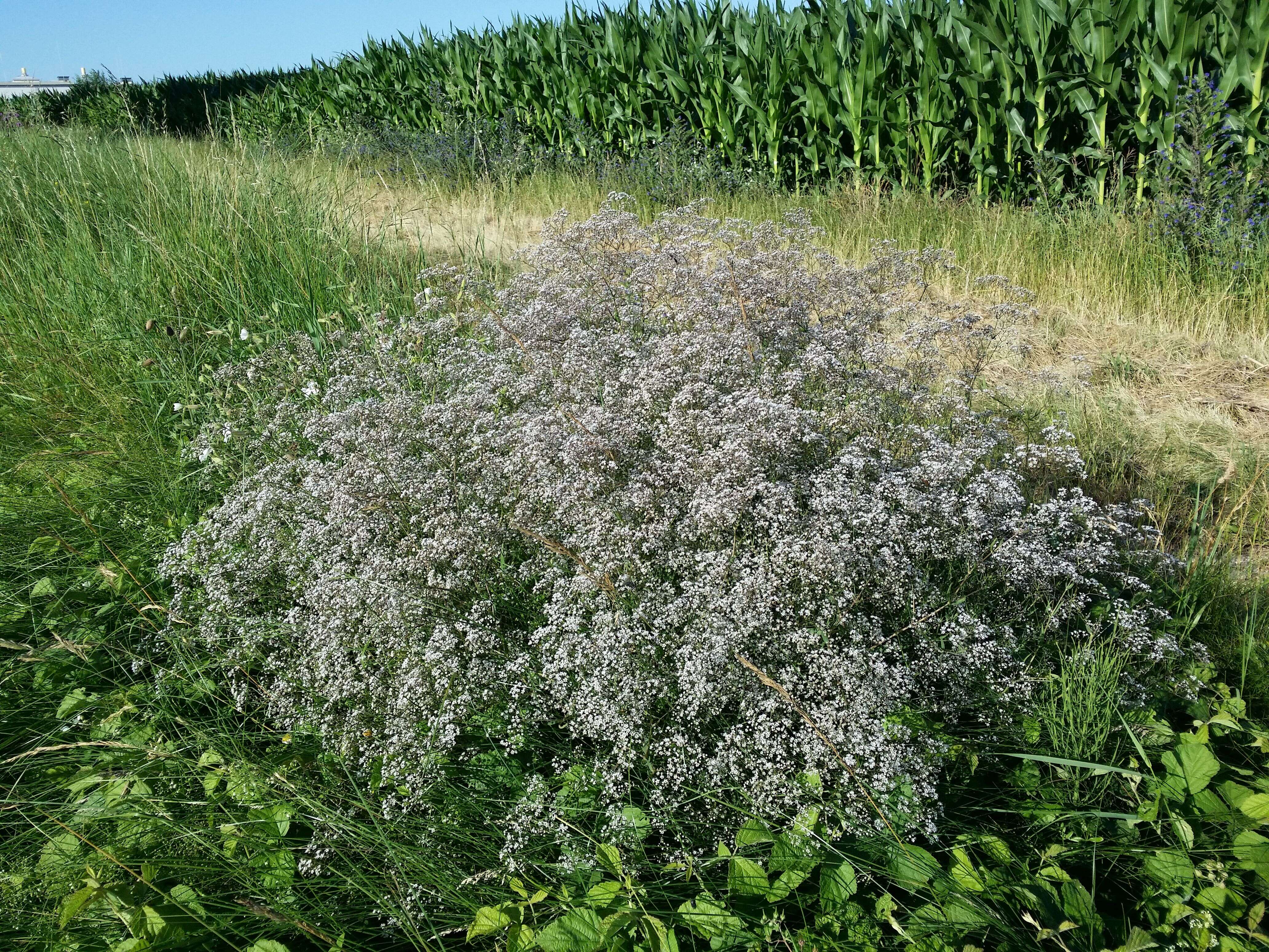 Image de Gypsophila paniculata L.