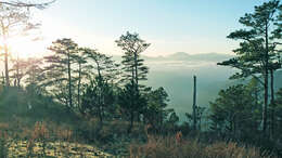 Image of Benguet Pine