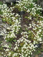 Слика од Saxifraga hypnoides L.