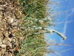 Image of field cudweed