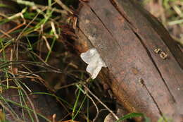 Image of snow fungus