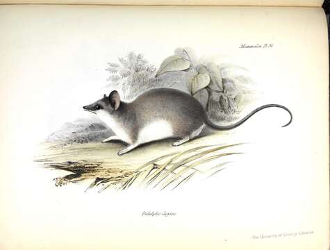 Image of Elegant Fat-tailed Mouse Opossum