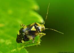 Image of Liocoris