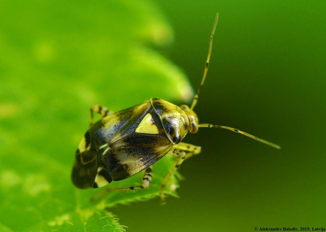 Image of Liocoris