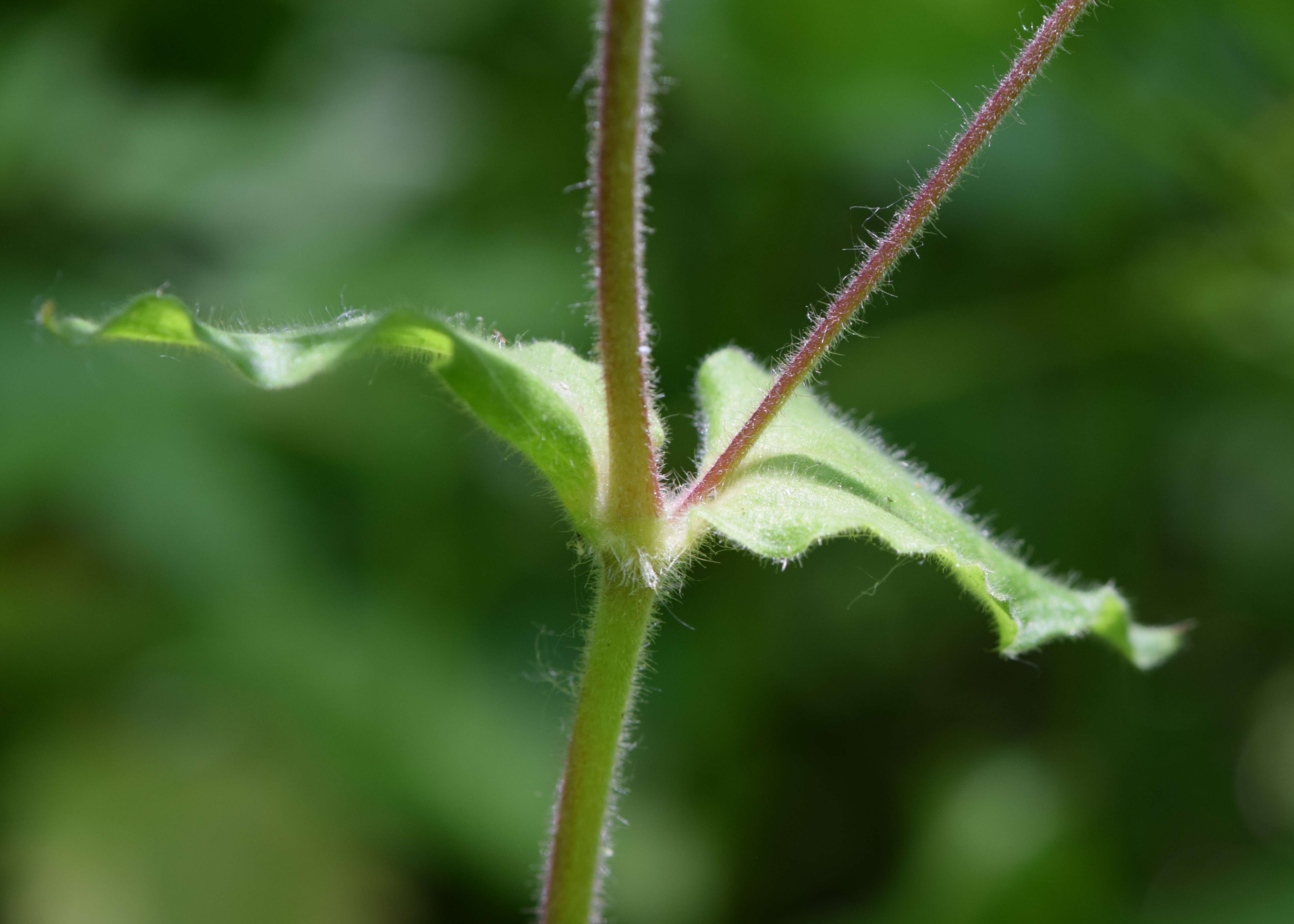 صورة Silene dioica (L.) Clairv.