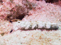 Image of Flat camouflaged slug