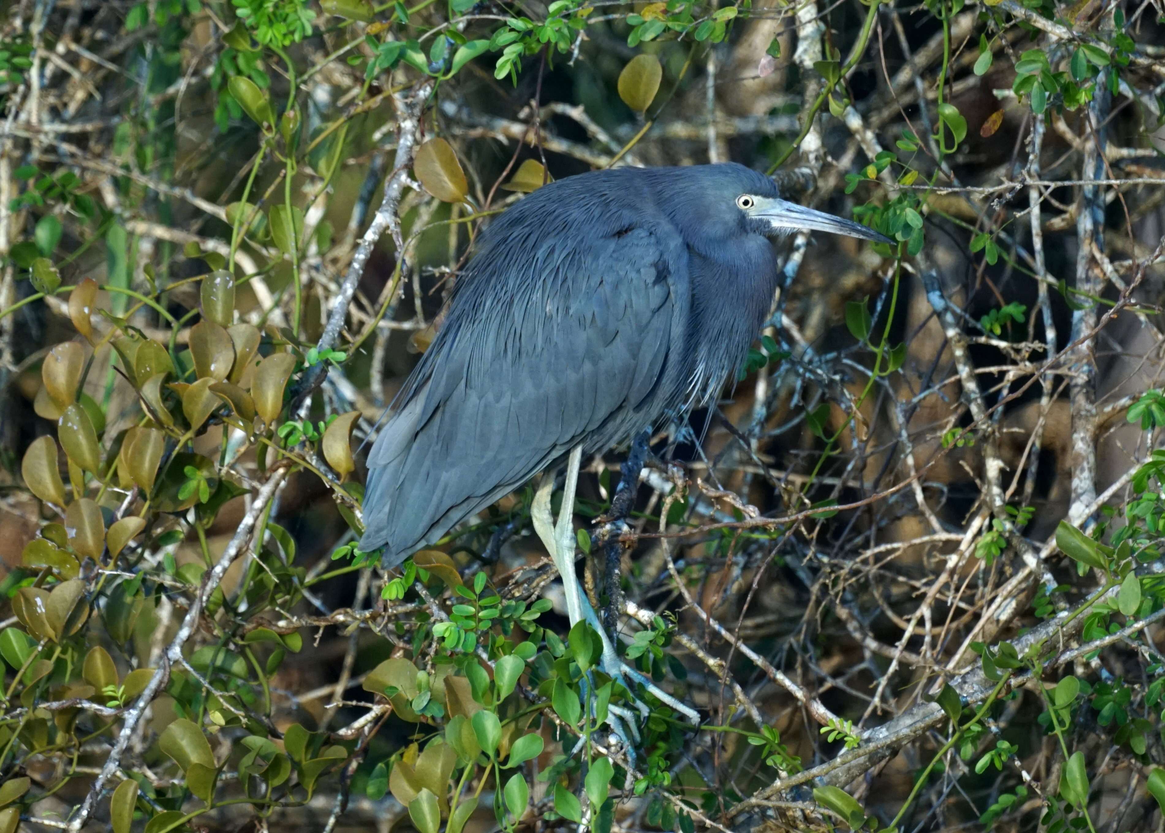 Image of Little Blue Heron