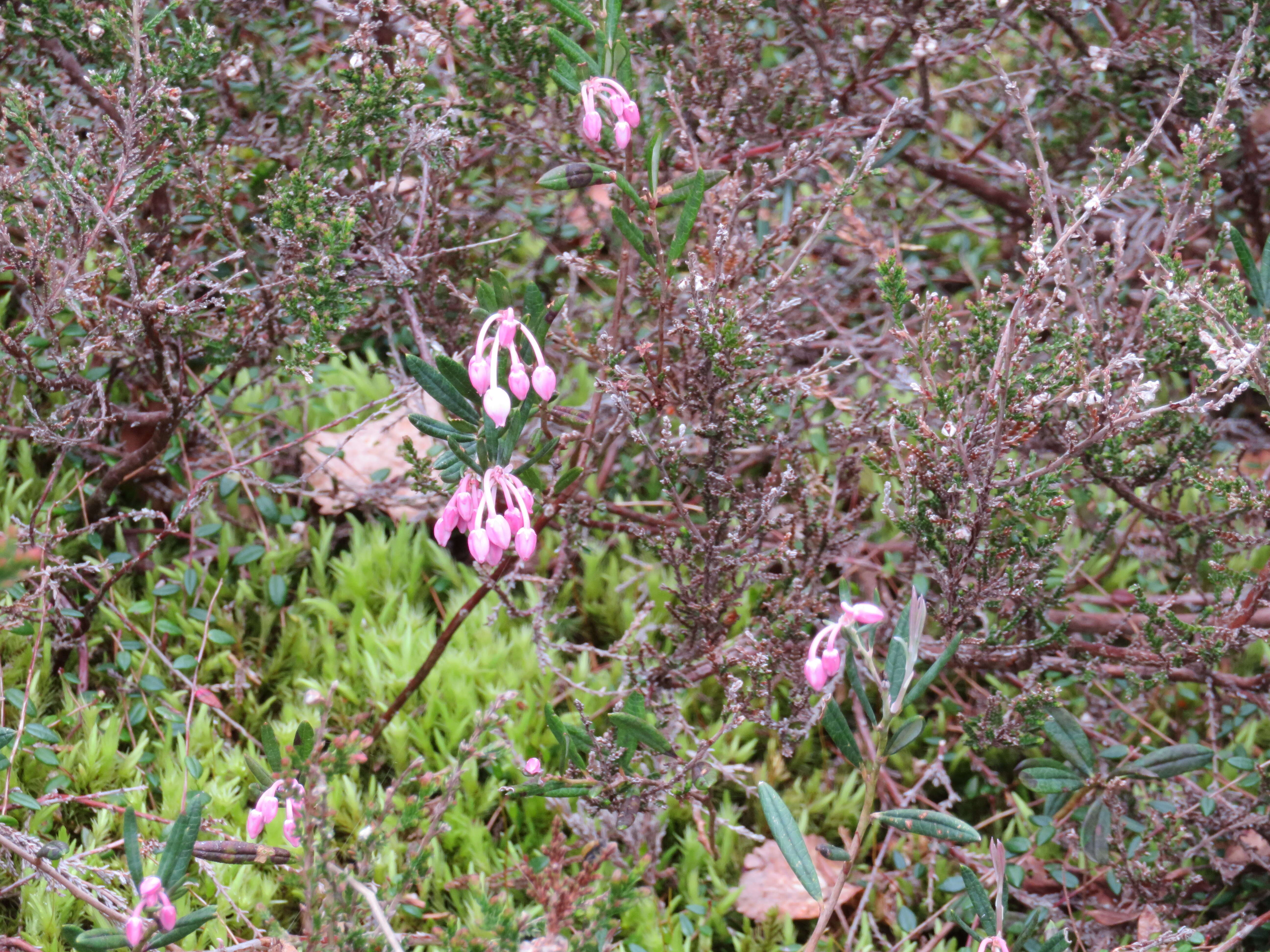 Image of bog rosemary