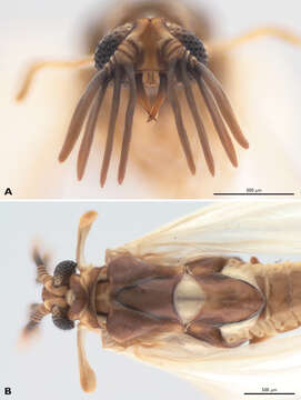 Слика од Strepsiptera