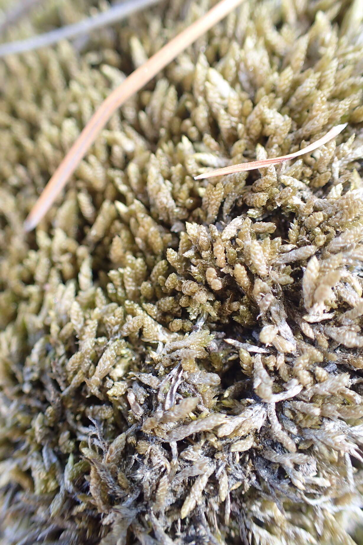 Image of silvergreen bryum moss