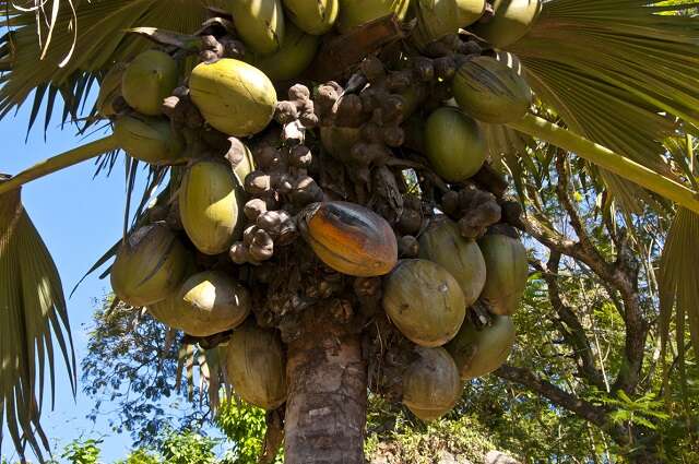 Sivun Seychellienpalmut kuva