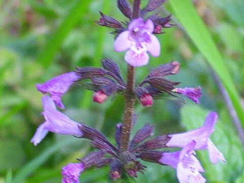 Image of Clinopodium serpyllifolium subsp. fruticosum (L.) Bräuchler