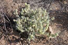 Image de Atriplex lindleyi Moq.