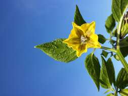 Image of Mexican groundcherry