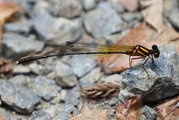 Image of Nososticta solida Hagen ex Selys 1860