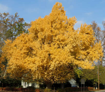 Image of Ginkgoopsida