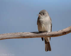 Image of Western Wood Pewee