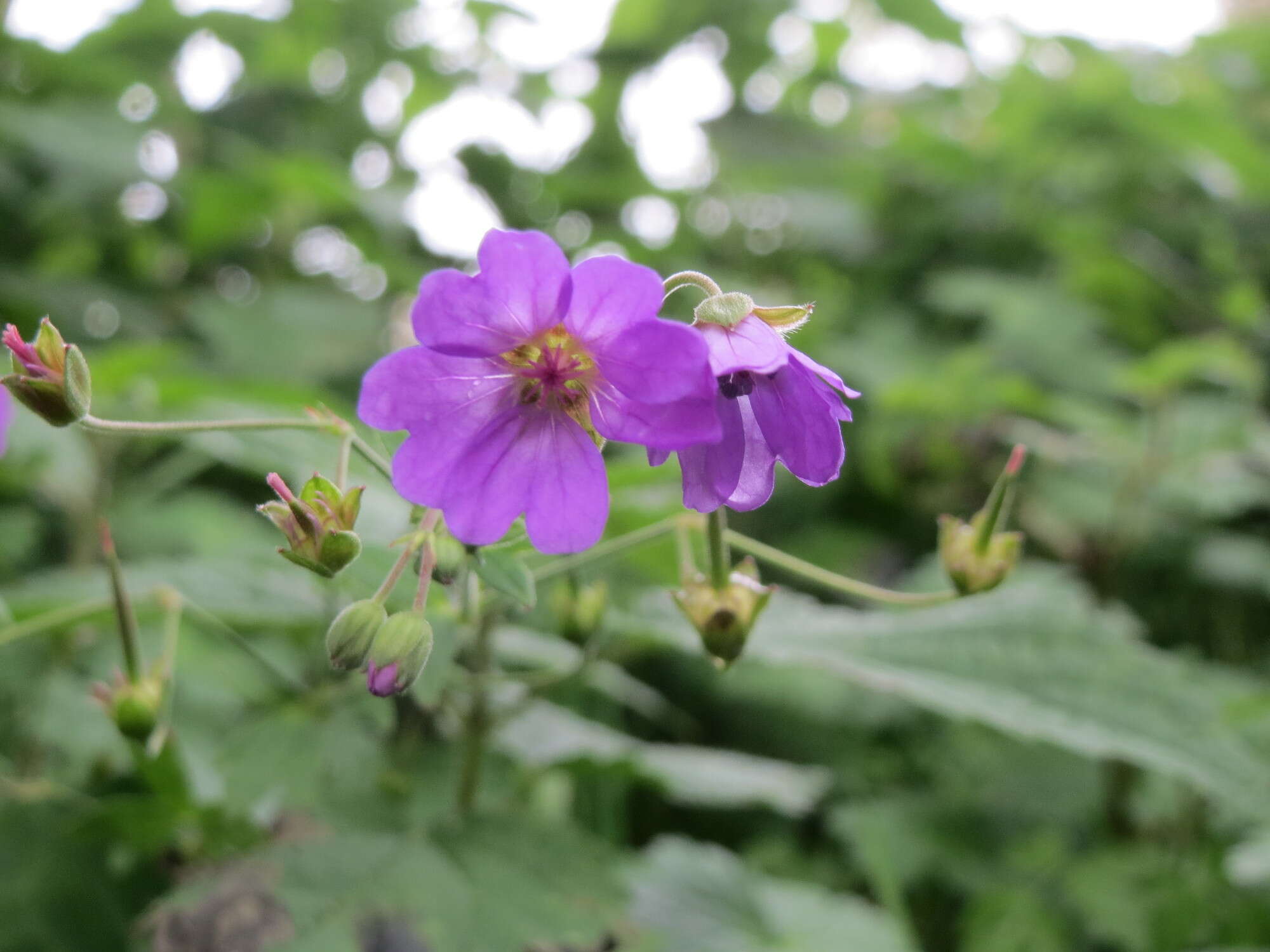 Image of hedgerow geranium