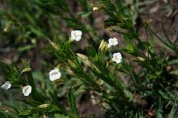 Imagem de Mimulus gracilis R. Br.