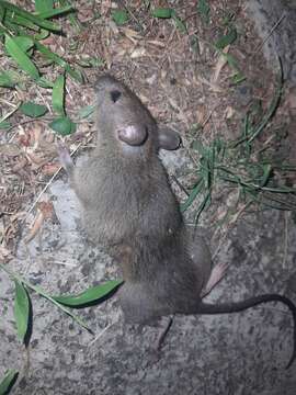 Image of Hoffmann's Rat