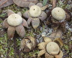 Image of False Earthstar