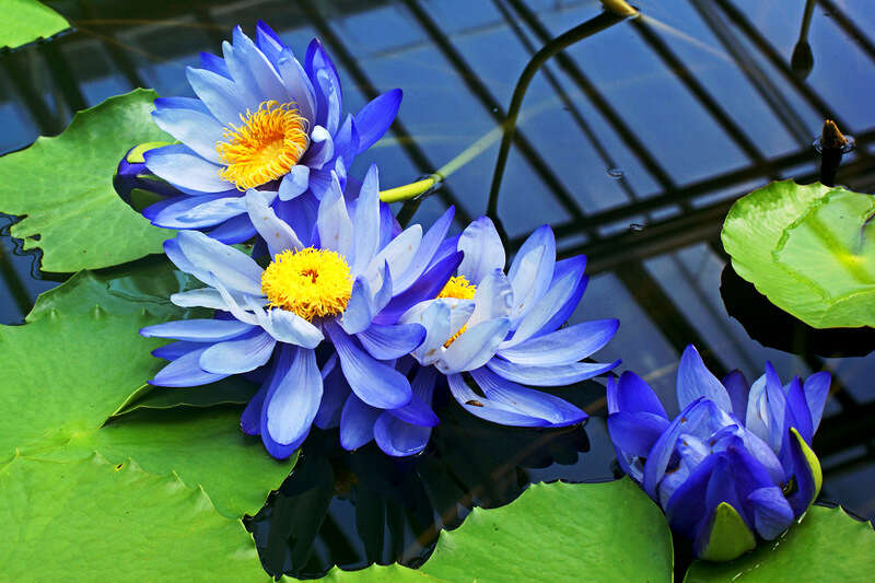 Image of Australian water-lily