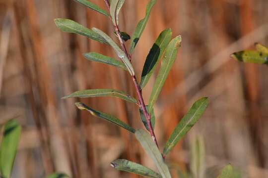 Imagem de Salix purpurea L.