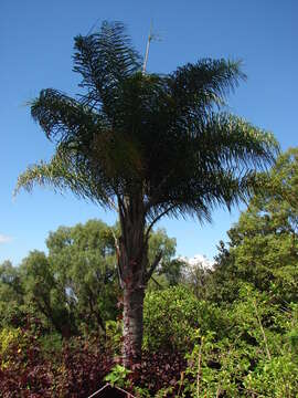 Image of queen palm