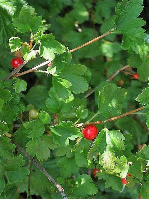 Image of Mountain Currant